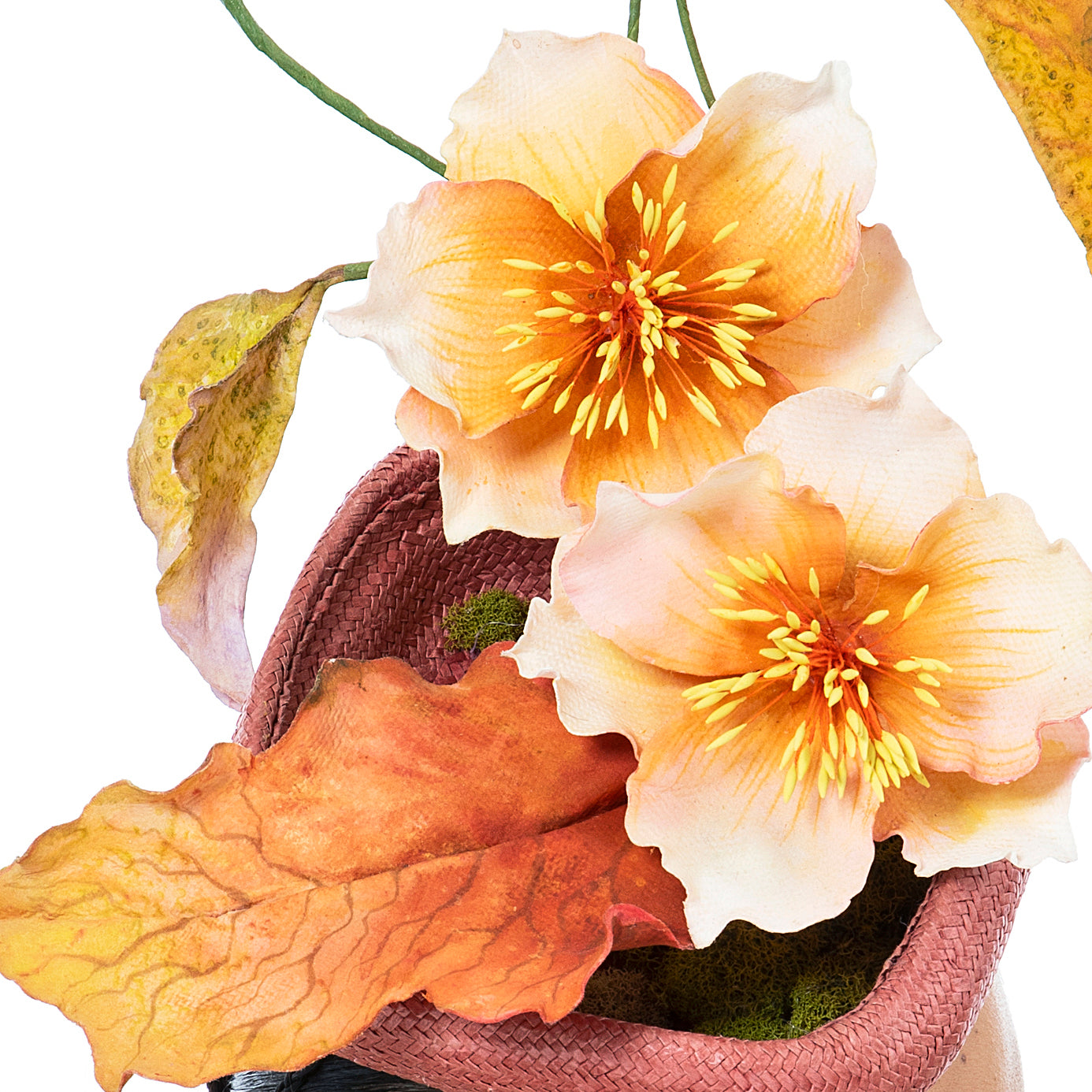 Orange Hellebores